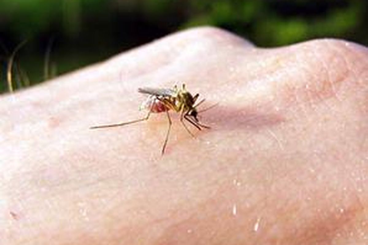 Atasi gatal bekas gigitan nyamuk dengan cara alami. 