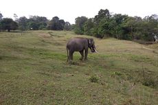 Setop Pembunuhan Gajah, Tindak Kejahatan Terhadap Satwa