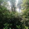 Beratnya Penanaman Bibit Mangrove di Pesisir Jakarta akibat Sampah Plastik