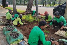 Ribuan Pohon Ararea Ditanam di Depan Kedubes AS