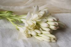4 Tips Menyimpan Bunga Sedap Malam Agar Tahan Lama