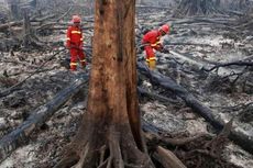 Polda Sumsel Tahan Direktur Perusahaan Perkebunan yang Diduga Membakar Lahan