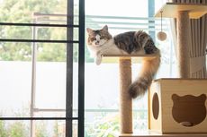Alasan Kucing Suka Berada di Tempat yang Tinggi