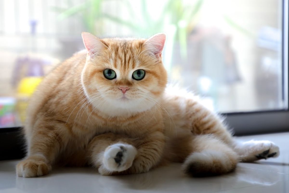 Ilustrasi kucing