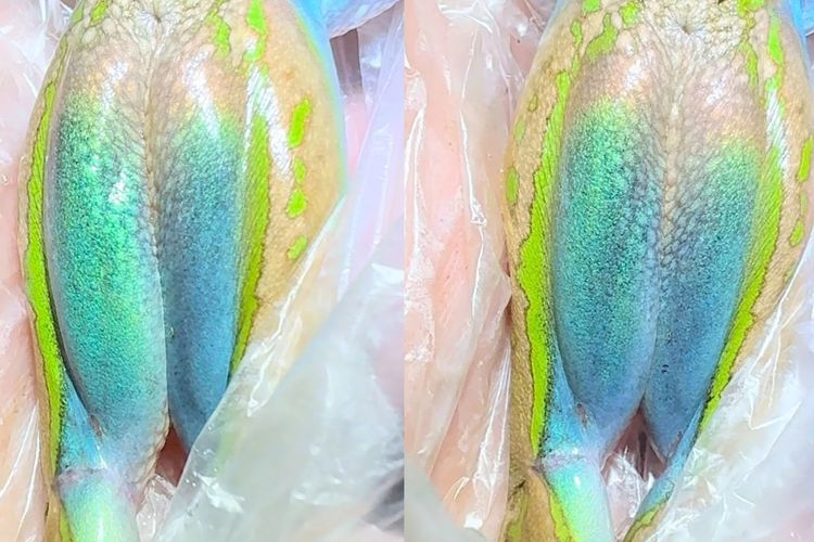 Katak Australia Punya Trik Visual Unik untuk Kelabui Predator