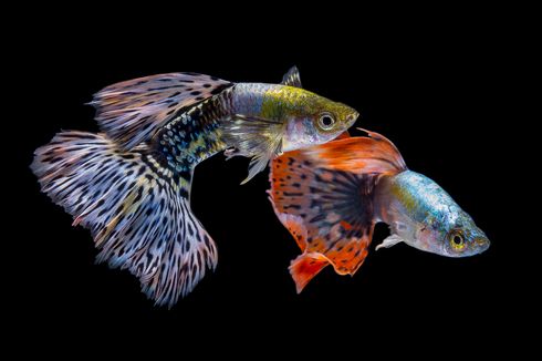 Selain Cupang, Ada 7 Jenis Ikan Hias yang Juga Menarik
