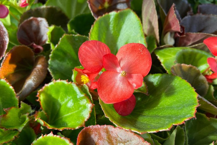16 Jenis Edible Flower Di Indonesia Bunga Yang Bisa Dimakan Halaman All Kompas Com