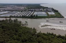 Rusaknya Ekosistem Pesisir Timur Sumatera gara-gara Deforestasi Mangrove (Bagian 2)