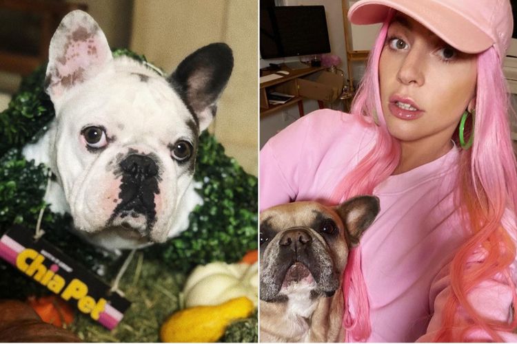 Kebersamaan Lady Gaga bersama anjing bulldog Prancis sebelum dicuri.