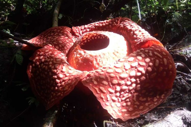 Bunga rafflesia jenis tuan-mudae terbesar di dunia mekar di Agam, Rabu (1/1/2020)