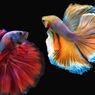 5 Kesalahan Merawat Ikan Cupang yang Masih Dilakukan hingga Saat Ini
