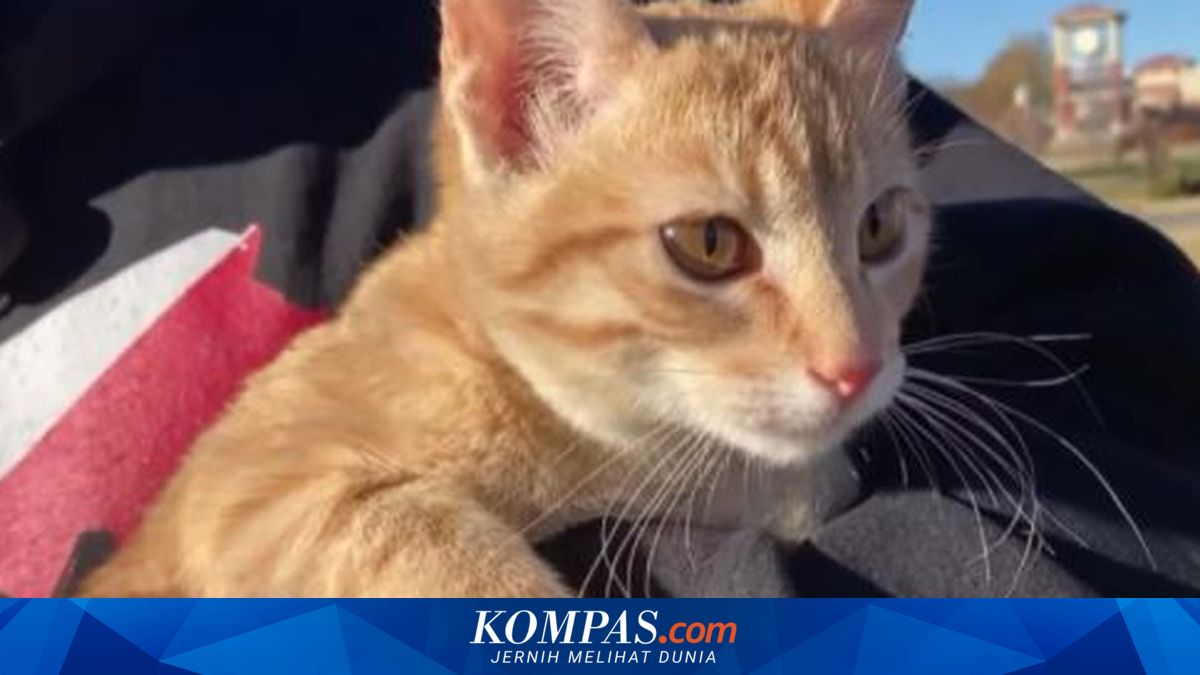 Kisah Mengharukan Kucing yang Diselamatkan Bekas Anggota Militer AS