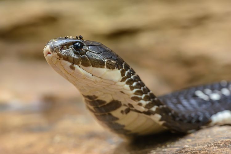 Ilustrasi cobra, salahs atau ular berbisa yang ada di Indonesia.