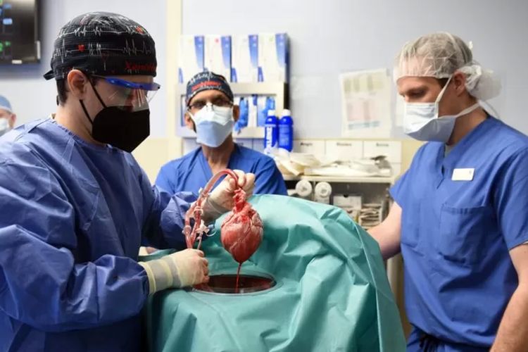 Transplantasi jantung babi pada manusia dilakukan untuk pertama kalinya di Baltimore, AS.