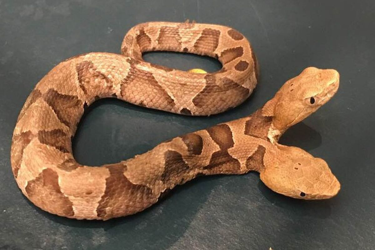 Perempuan AS temukan ular berbisa langka dengan dua kepala