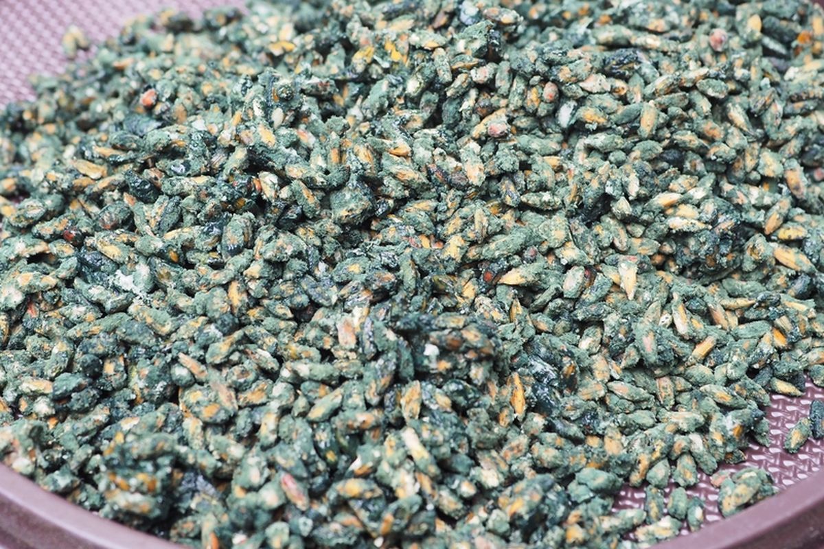 Ilustrasi bio kontrol Trichoderma yang digunakan untuk mengendalikan penyakit pada tanaman. 