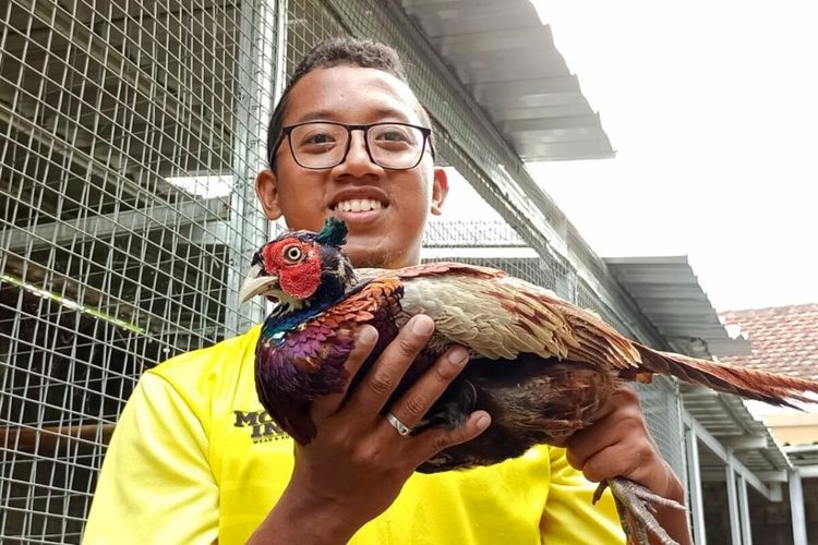 Muhammad Khoerul Fadhil (24) menunjukkan ayam hias yang berhasil dia kembangbiakkan di rumahnya Desa Tangkisan Pos, Kecamatan Jogonalan, Kabupaten Klaten, Jawa Tengah, Selasa (8/2/2022).