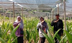 Pastikan Ketersediaan Benih Unggul Berkualitas, Ditjenbun Awasi Progres Nurseri Perkebunan