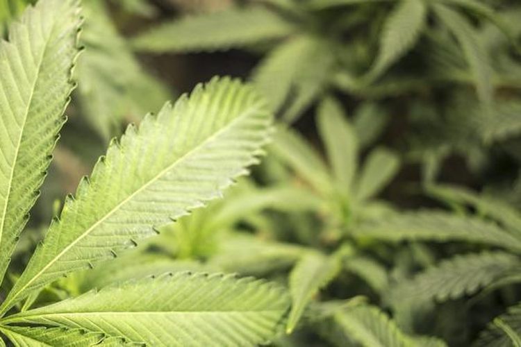 Terungkap dari Penggerebekan Rumah Kontrakan, Ini Kronologi WN Belanda Tanam 14 Batang Ganja di Denpasar