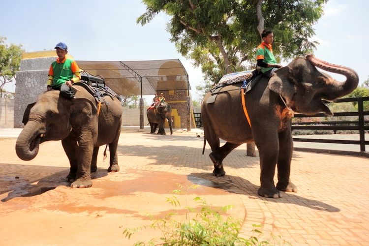 Maharani Zoo dan Goa Lamongan adalah obyek wisata yang menawarkan wahana kebun binatang serta jelajah goa di dalam satu kawasan 