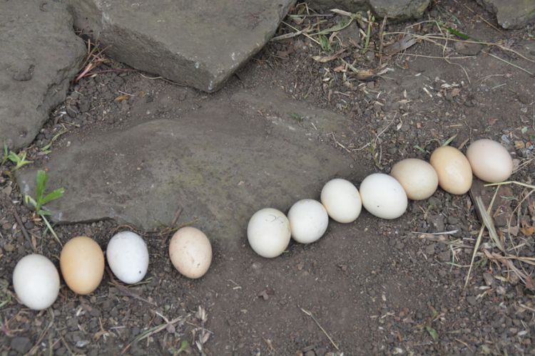 Benarkah Telur  Ayam Kampung Lebih Sehat daripada Telur  