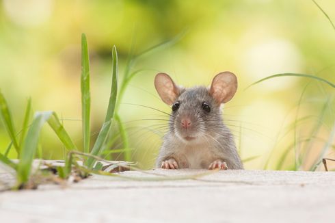 4 Cara Mengusir Tikus dari Halaman Rumah Tanpa Pakai Perangkap