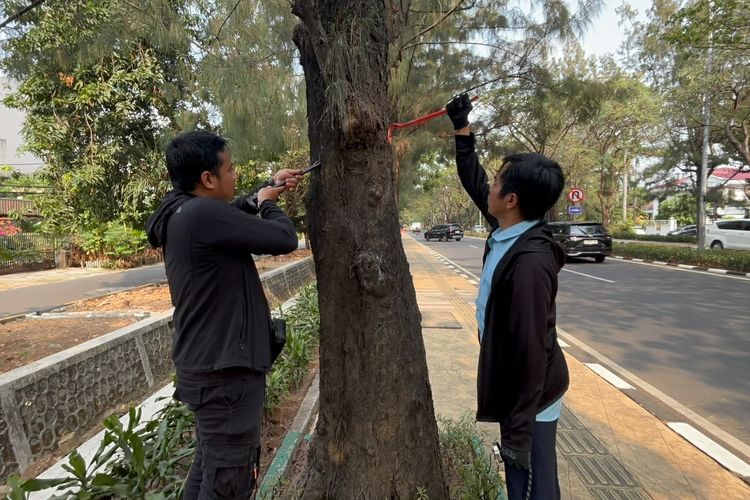 Nail Hunter, Dosen Trisakti Mencabut Paku di Batang Pohon Jakarta Setelah Mengajar