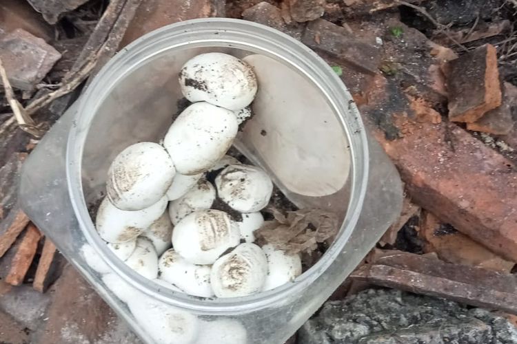 Inilah 22 telur indukan ular kobra yang berhasil ditemukan Tim Exalos Indonesia Regional Madiun di rumah Femi Kustianingsih, warga Desa Buduran, Kecamatan Wonoasri, Kabupaten Madiun, Jawa Timur, Kamis (13/11/2025). 