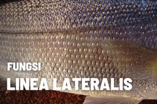 Fungsi Linea Lateralis Pada Ikan 