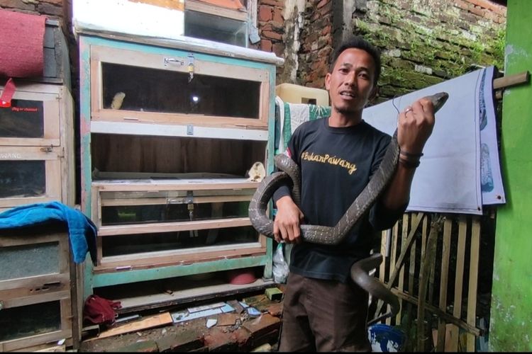 Rinto Hermanto (36) warga Desa Windujanten, Kecamatan Kadugede, Kabupaten Kuningan, Jawa Barat, memiliki hobi ekstrem memelihara dan budidaya Ular King Kobra, Minggu (29/1/2023).
