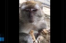 Viral Video Monyet Menyusui Kucing, Pakar: Terjadi Saat Monyet Betina "Mengadopsi" Anak Kucing