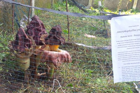 Di Sukabumi, Ada Bunga Bangkai Mekar di Kebun Sekolah