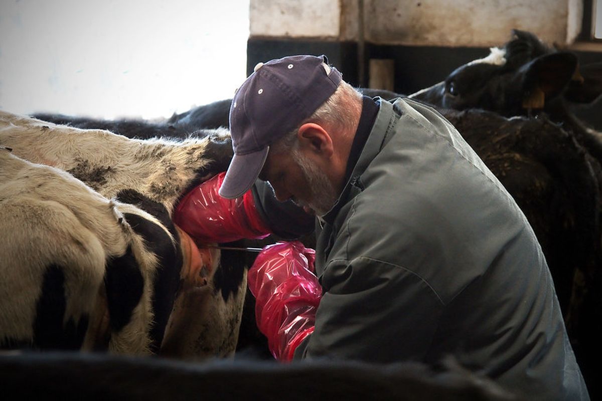 Proses inseminasi buatan pada sapi