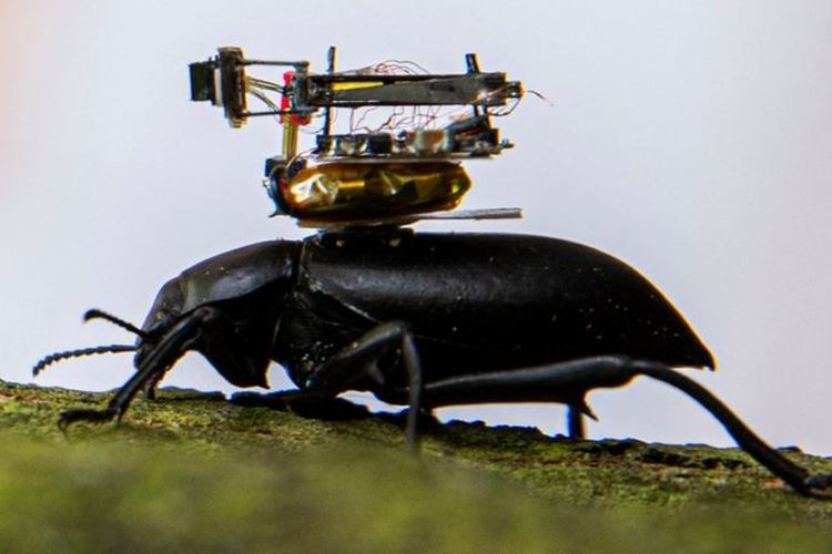 Tim peneliti ciptakan kamera super-mini yang dapat dipasang di atas punggung seekor kumbang.