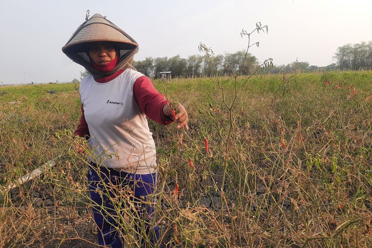 Tanaman Mati Imbas 3 Bulan Kekeringan, Petani di Pati Merugi Saat Harga Cabai Naik