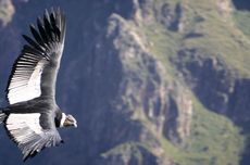 Temuan Pertama Kali, Dua Burung Condor Lahir Tanpa DNA Pejantan di California