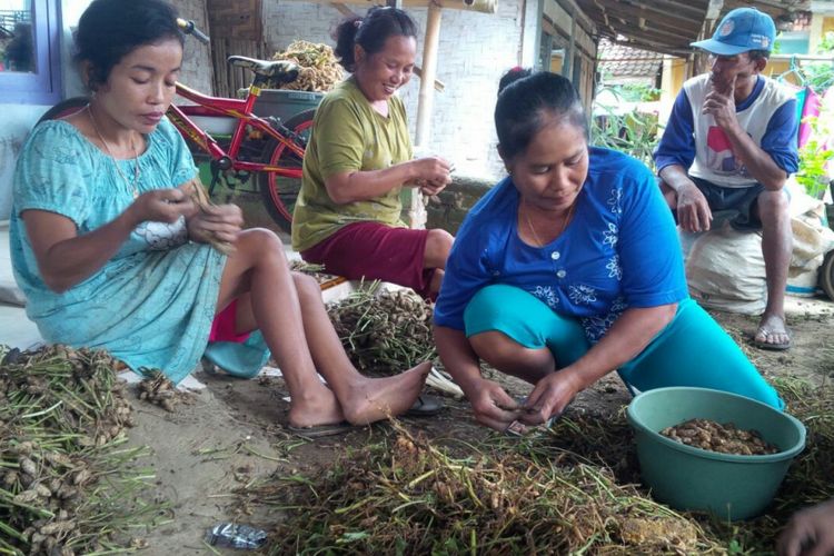 Warga Desa Olehsari sedang mengikat kacang tanah. Sebagian besar warga desa Olehsari menggantungkan hidupnya dari kacang tanah bahkan menjual kacang tanah rebus hingga ke Bali