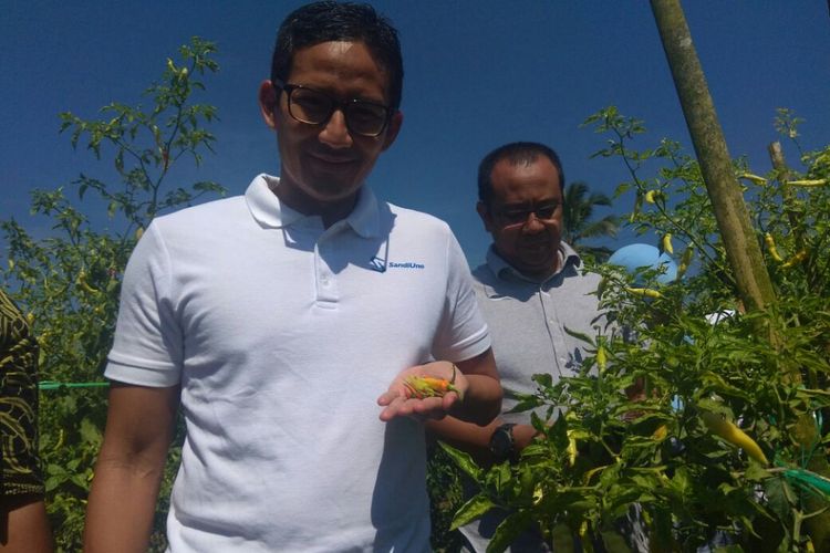 Wagub DKI Jakarta Sandiaga Uno saat datang ke lahan cabai Desa Girikulon, Kecamatan Secang, Kabupaten Magelang, Minggu (29/4/2018). 