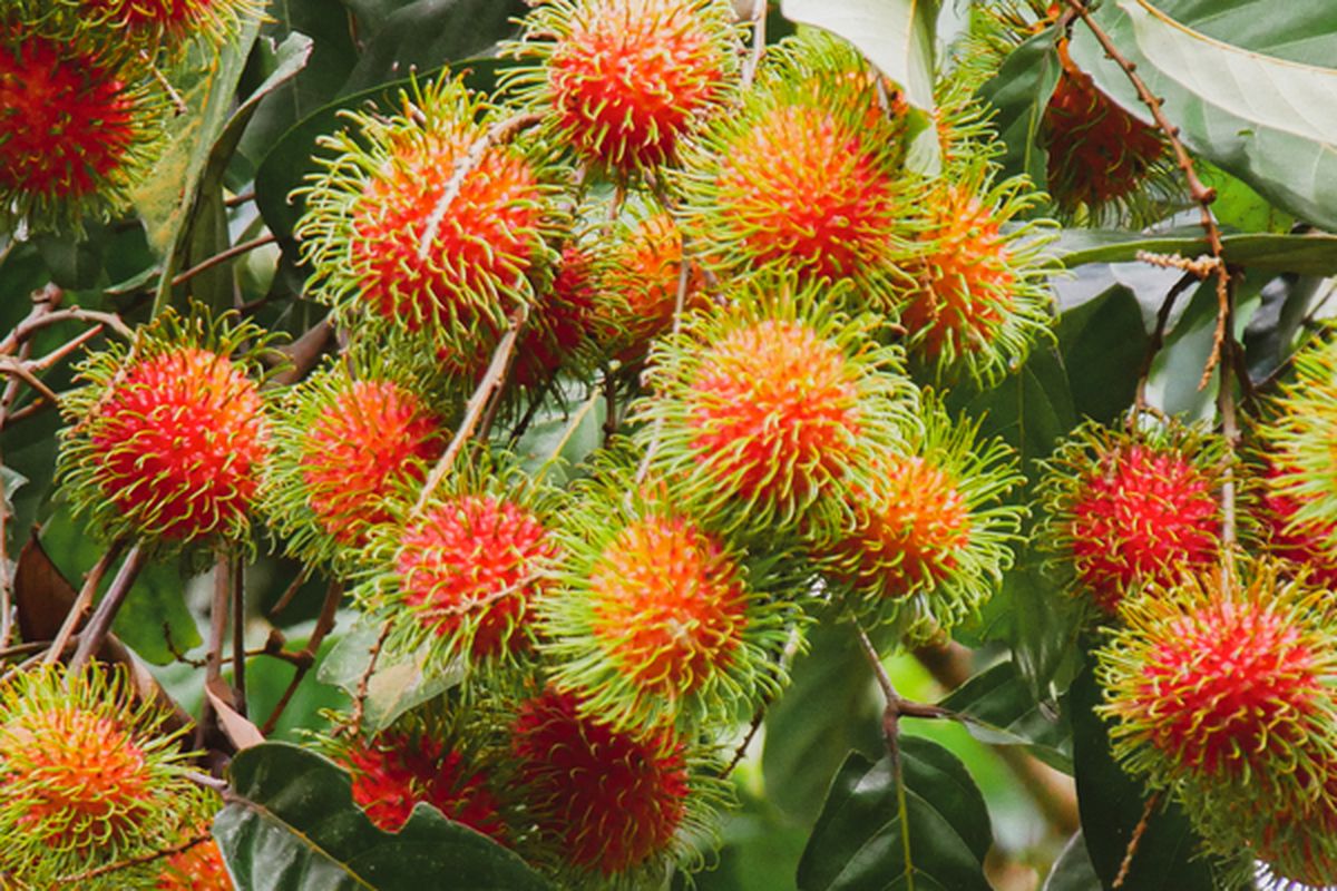 Ilustrasi buah rambutan, pohon rambutan. 