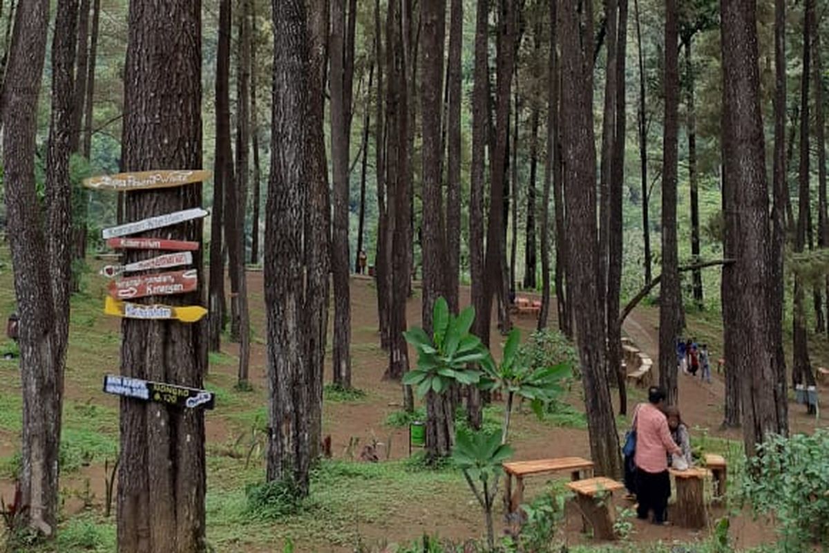 Hutan Pinus Nongko Ijo di Madiun: Daya Tarik, Harga Tiket, dan Jam Buka