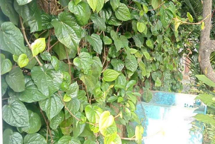 Cerita di Balik Sirih yang Tumbuh di Depan Rumah