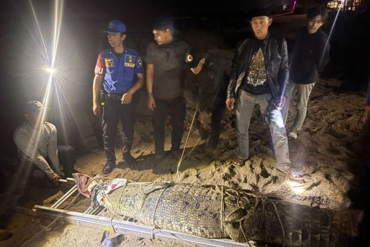 Wisatawan Resah, BPBD Lebak Evakuasi Buaya Muara 3 Meter di Pantai Pasir Putih Cihara