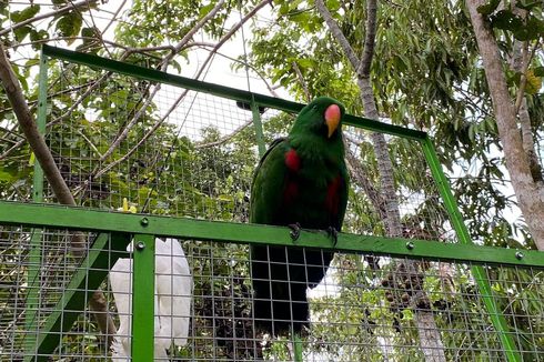 38 Satwa Endemik Papua Dilepasliarkan di Kampung Repang Muaif Jayapura