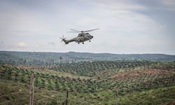 Agroforestri Sawit: Jalan Tengah di Tengah Ancaman Banjir dan Krisis Ekosistem
