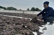 Meraup Rezeki dari Rumput Laut di Pesisir Karawang...