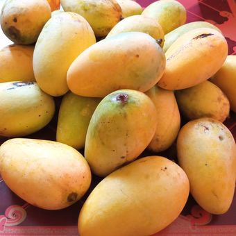 Ilustrasi mangga madu atau mangga Chokanan. Varietas mangga unggul asal Thailand ini sudah banyak dibudidayakan di Indonesia. 