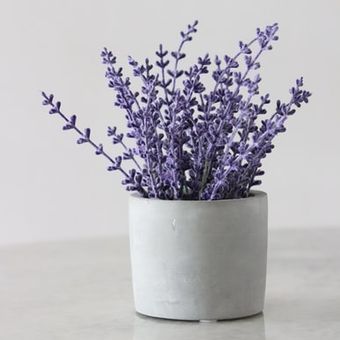 Ilustrasi lavender