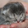 Begini Cara Merawat Anak Kucing yang Baru Lahir