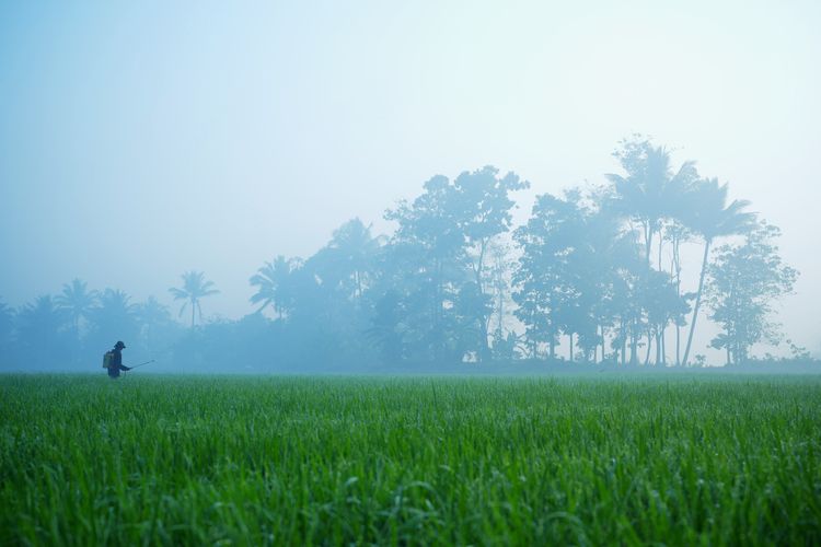 Kabut Asap Diprediksi Kepung 17 Daerah di Sultra hingga 4 Oktober 2026