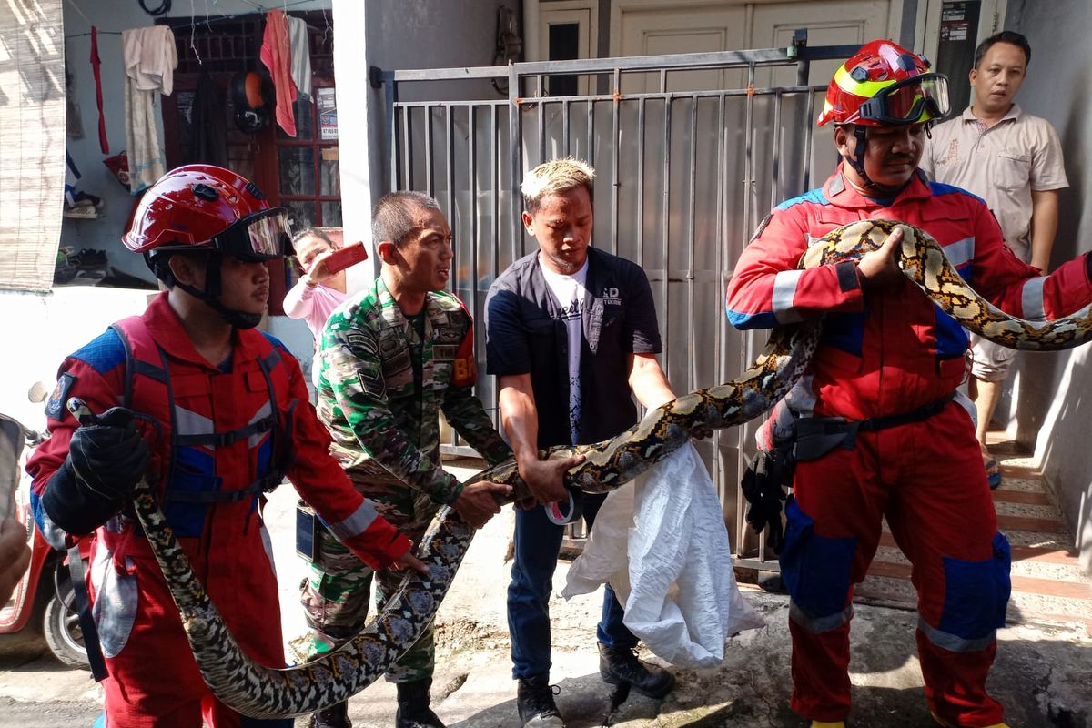 Penampakan ular sanca dengan panjang 5 meter yang ditangkap Sudin Gulkarmat Jakarta Selatan di bilangan Mampang Prapatan, Jakarta Selatan, pada Jumat (5/5/2023).  